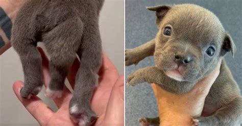 chanel puppy with 5 legs|Puppy believed to have two tails actually has a fifth leg and foot.